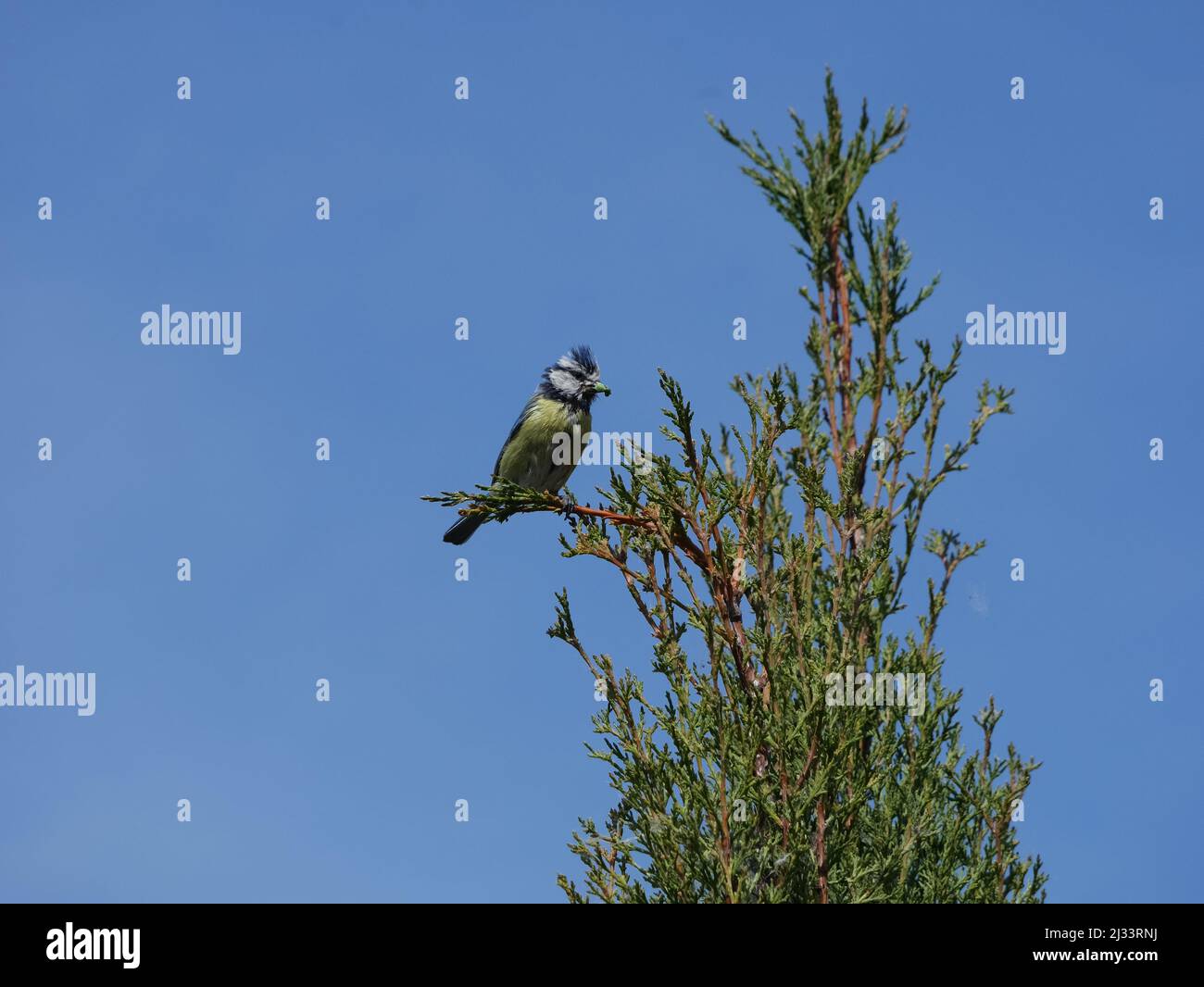 Great Tit sitting on a tree branch Stock Photo