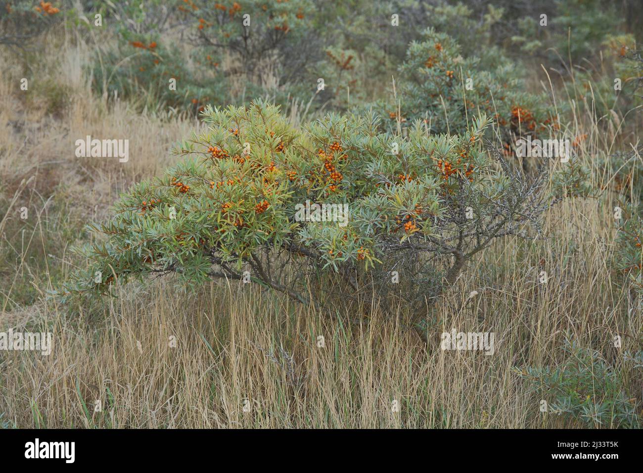 Sea buckthorn (Hippophae rhamnoides) in infructescence in Nationaal Park Duinen on Texel, Netherlands Stock Photo