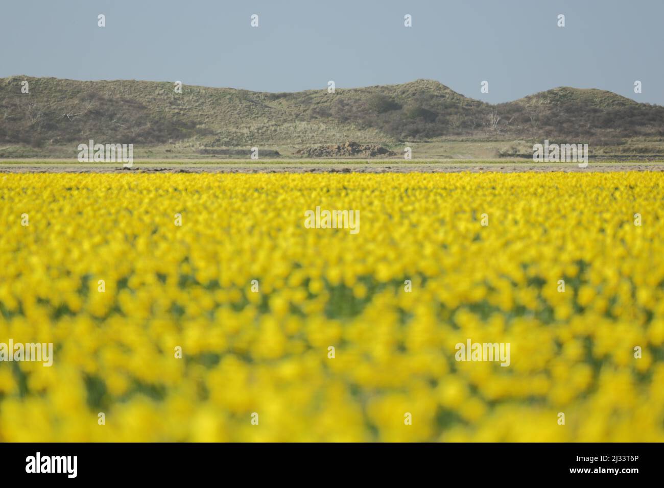 Field with daffodils and dunes on Texel, Netherlands Stock Photo Alamy