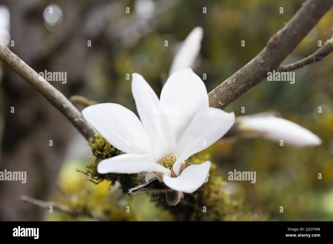 White flower of a Magnolia × kewensis 'Wada's Memory' tree. Stock Photo
