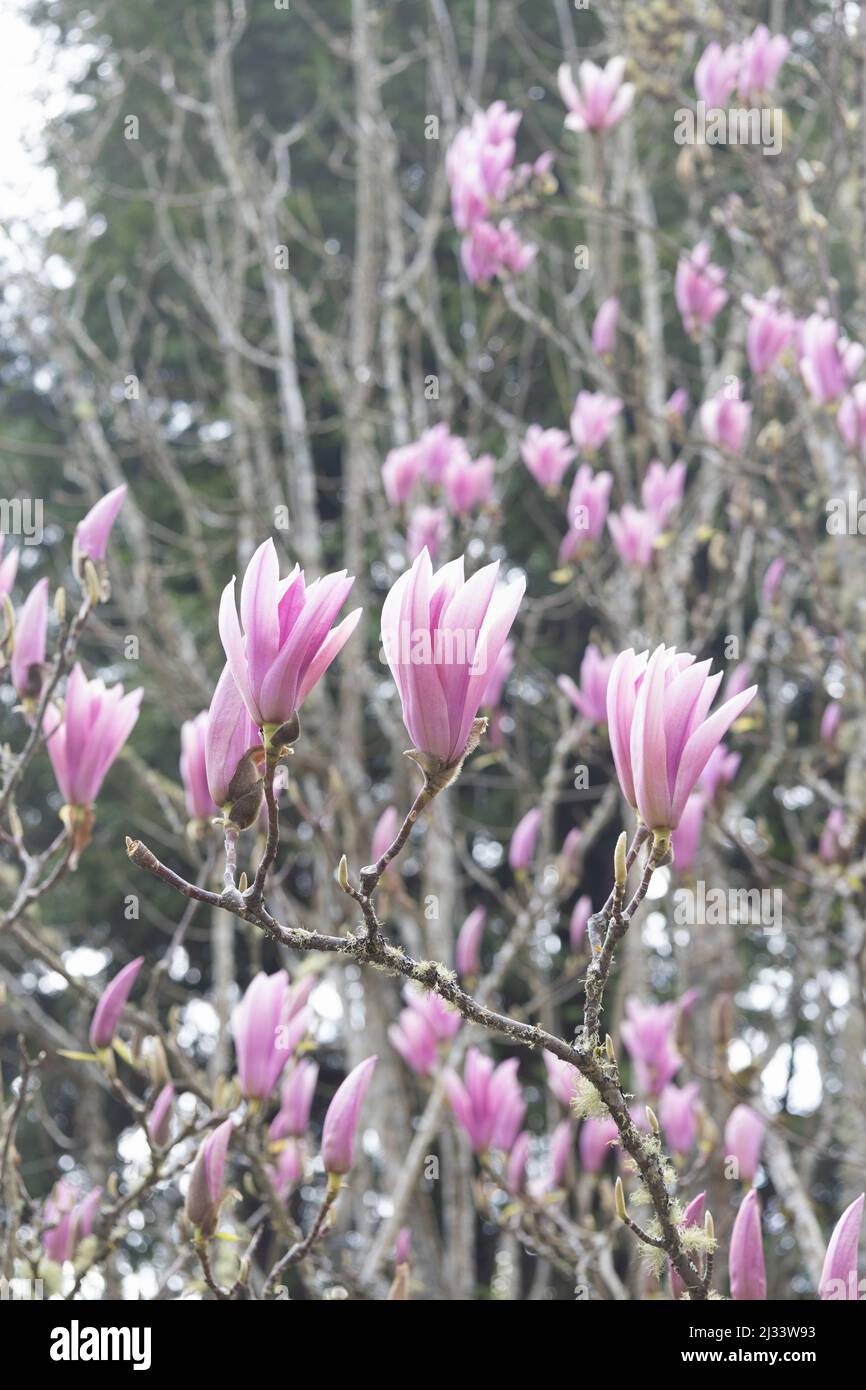 Pink blossoms of a magnolia 'Heaven Scent' tree. Stock Photo
