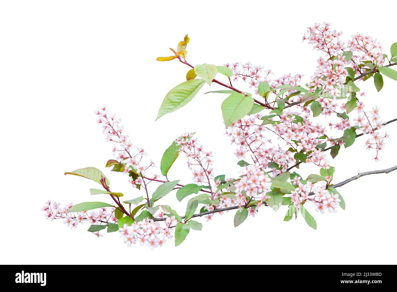 Pink cherry blossom sakura on white background Stock Photo