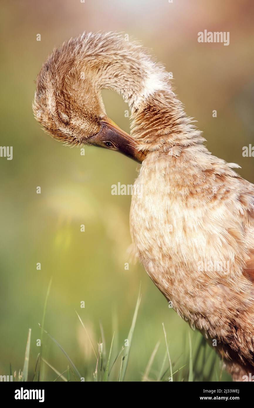 Indian runner duck hires stock photography and images Alamy