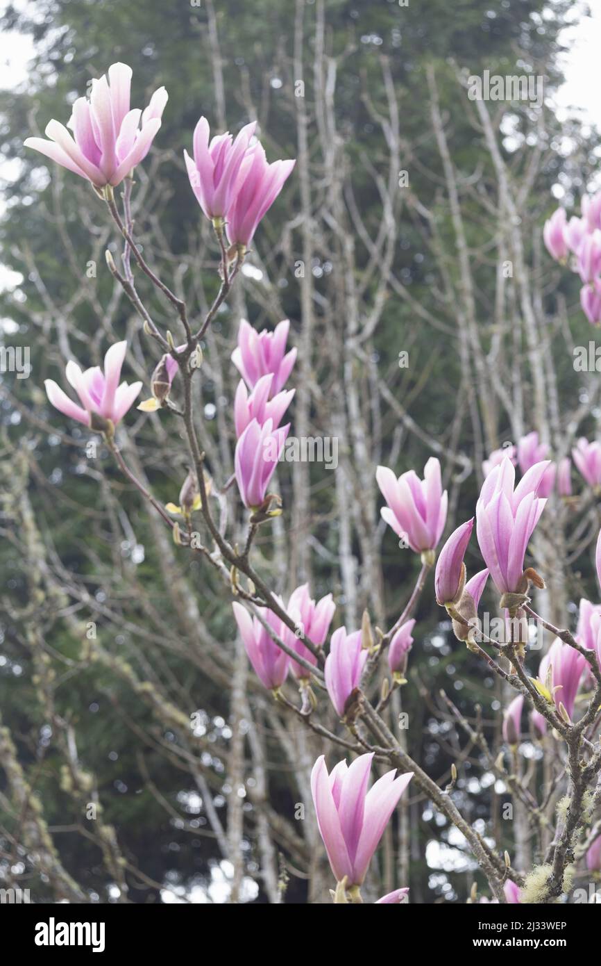 Pink blossoms of a magnolia 'Heaven Scent' tree. Stock Photo