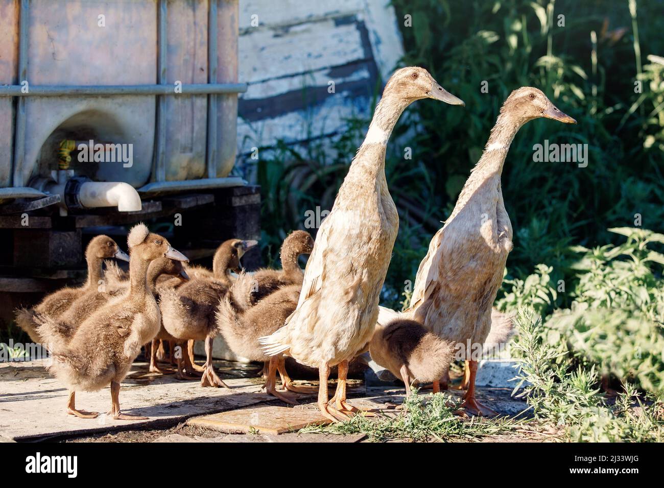 Two Indian runner ducks with ducklings came to drink water and take bath near a garden watering place. Stock Photo