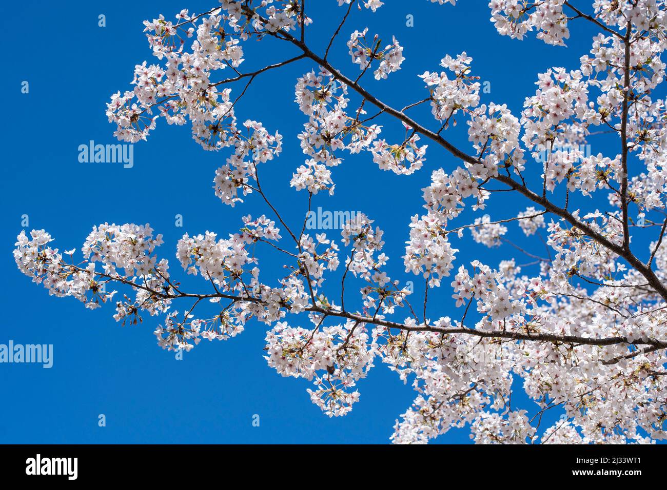The blooming Japanese cherry trees (Sakura) in the Japanese Garden of the EUR district in Rome