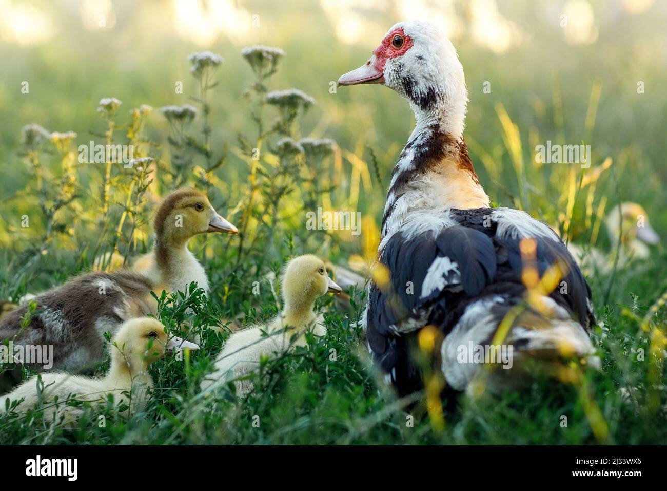 A female muscovy duck (Cairina moschata) with her two-weeks brood. Stock Photo