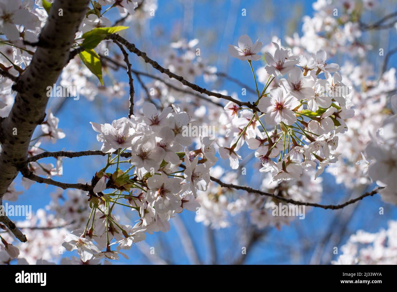 The blooming Japanese cherry trees (Sakura) in the Japanese Garden of