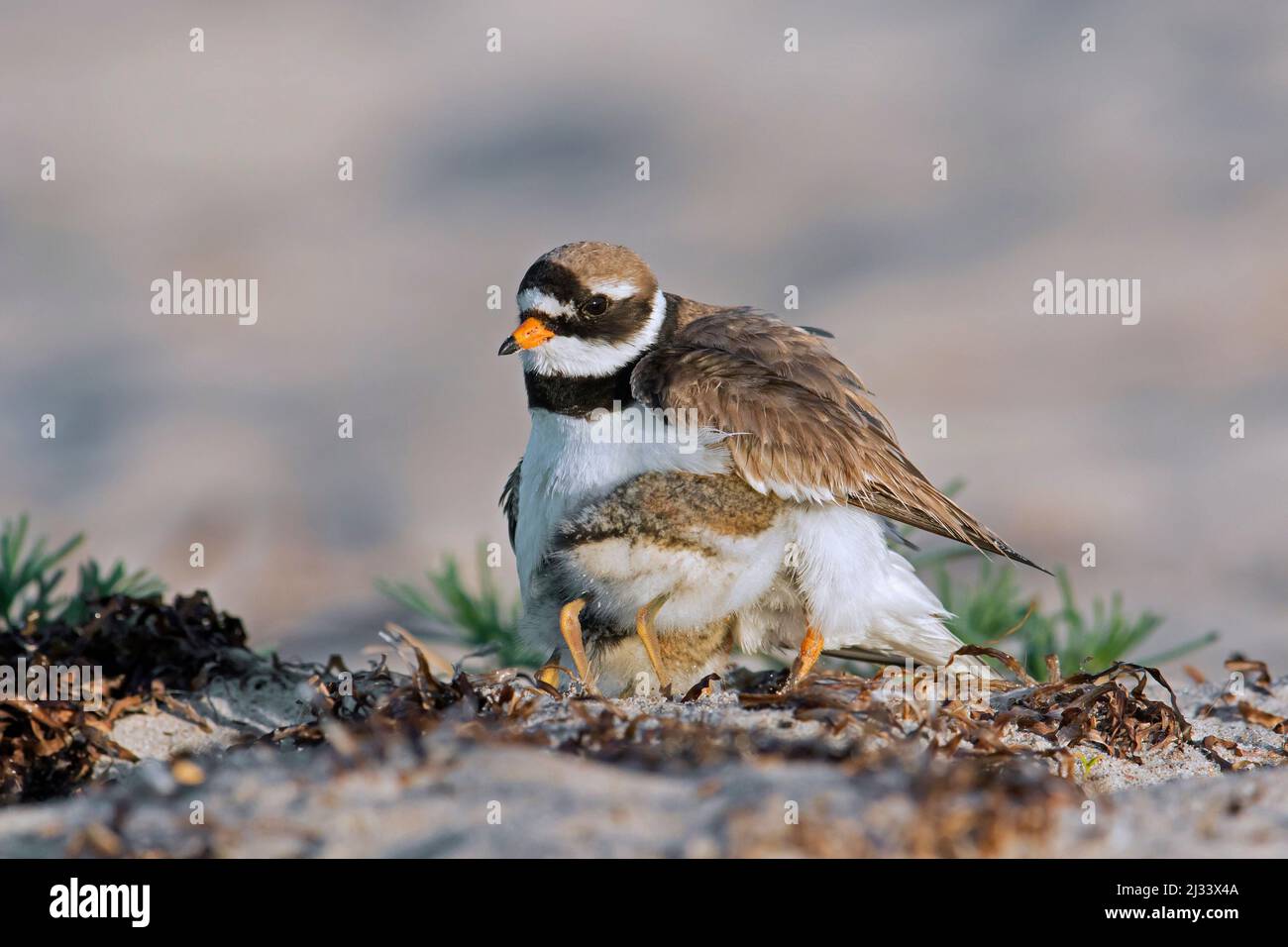 Common ringed plover (Charadrius hiaticula) on nest with chick seeking shelter under wing on the beach in late spring / early summer Stock Photo