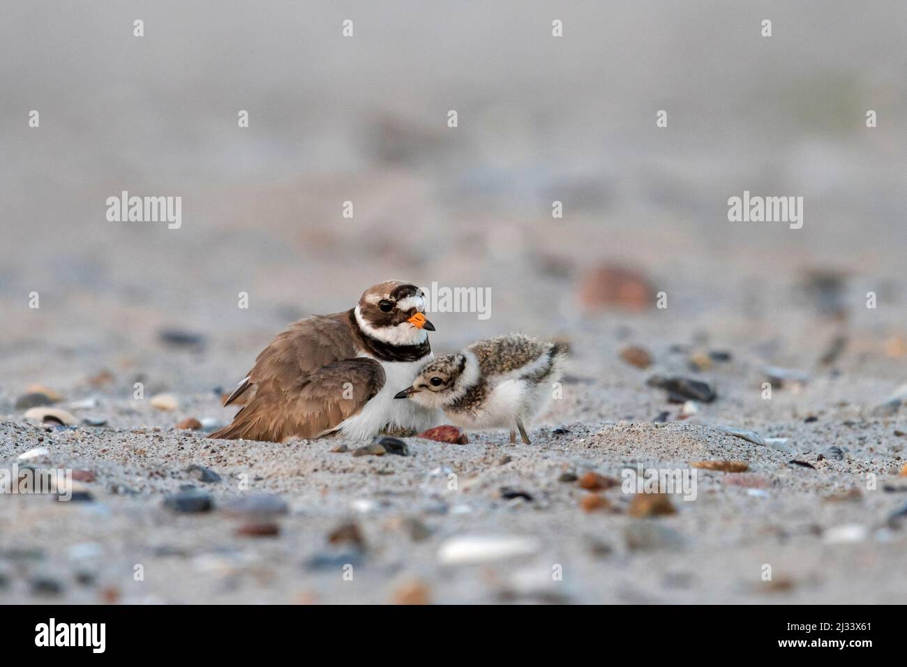 Common ringed plover (Charadrius hiaticula) in breeding plumage on nest ...
