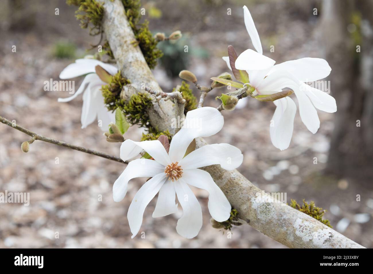Magnolia x loebneri 'Merrill' - Dr. Merrill magnolia tree with blossoms. Stock Photo