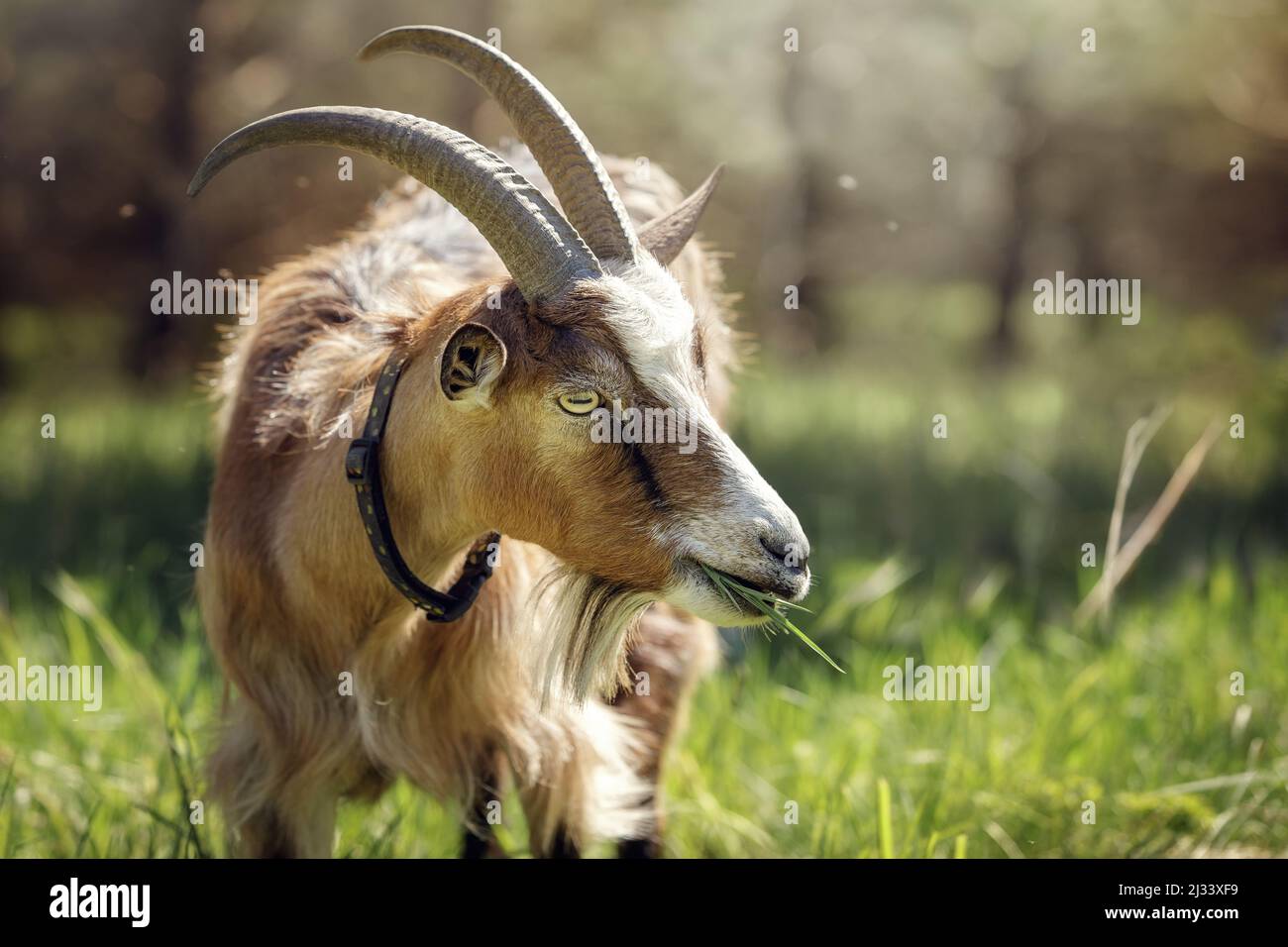 A brown horned goat eats lush herbaceous grass in mid-summer. Free-range goat grazing on a small rural organic dairy farm. Stock Photo