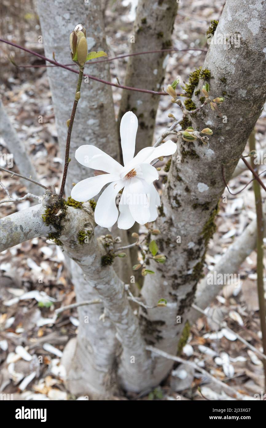 Magnolia x loebneri 'Merrill' - Dr. Merrill magnolia tree with blossoms. Stock Photo