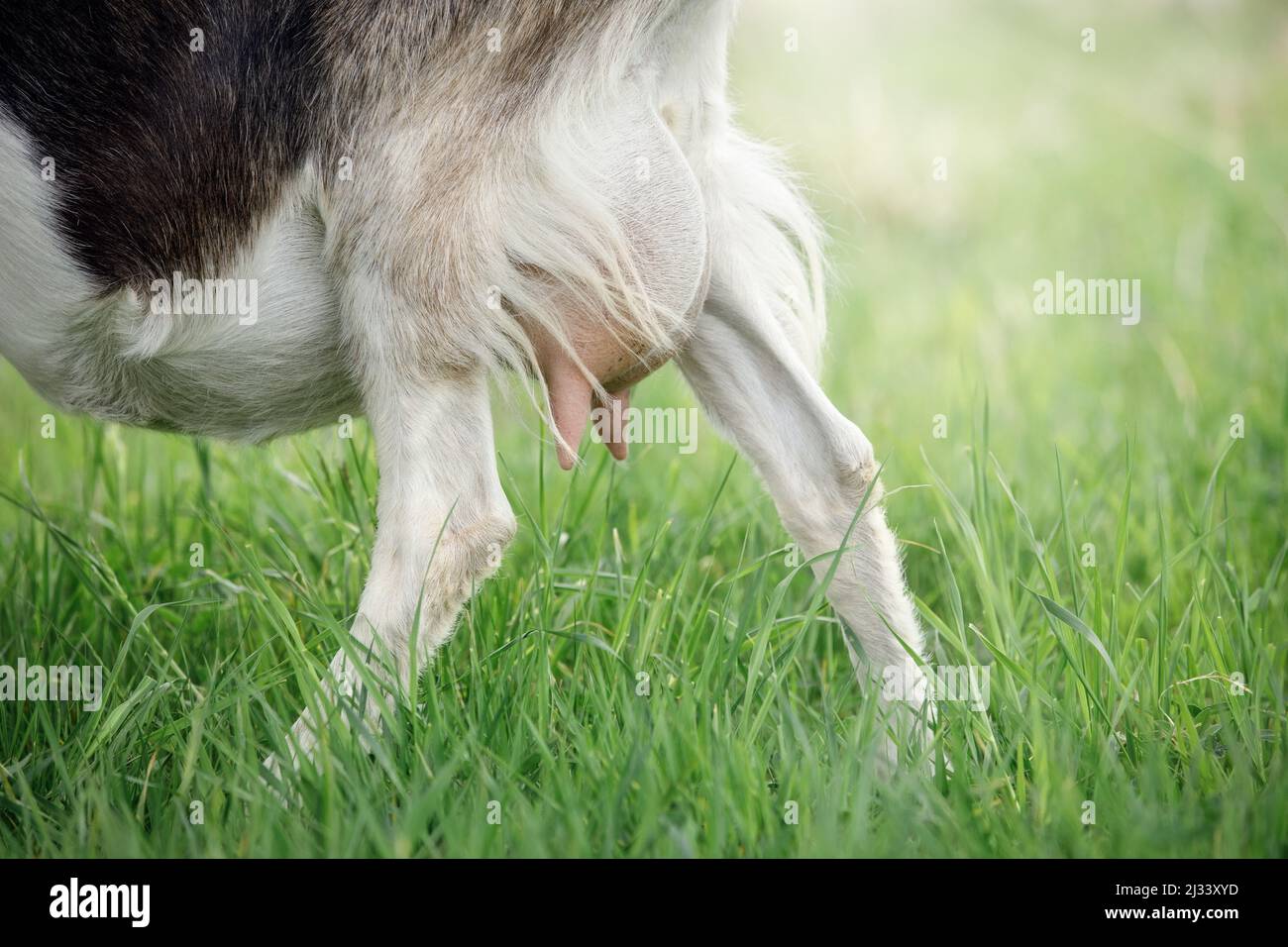 Clean pink udder of a young goat, in a background of green meadow