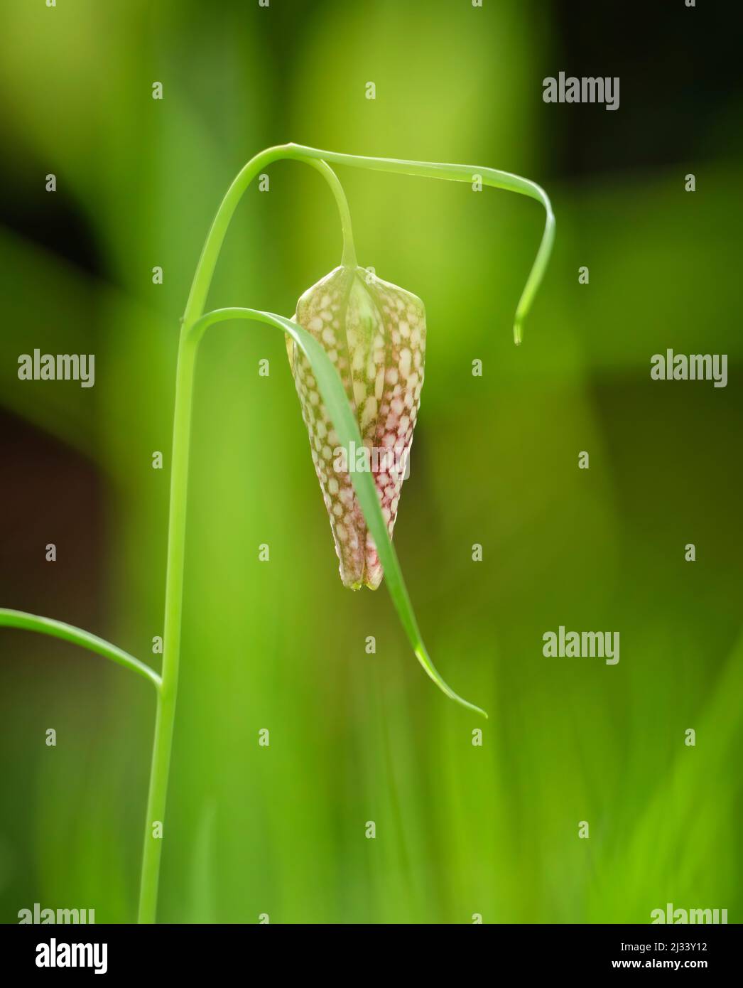 Snakes Head Fritillaries in an East Sussex springtime garden that has been left to grow as a meadow. Stock Photo