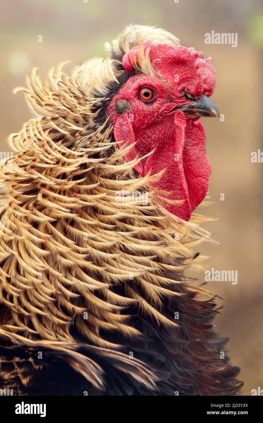 Amazing, long, golden cock feathers in the blown by the wind. Vertical ...