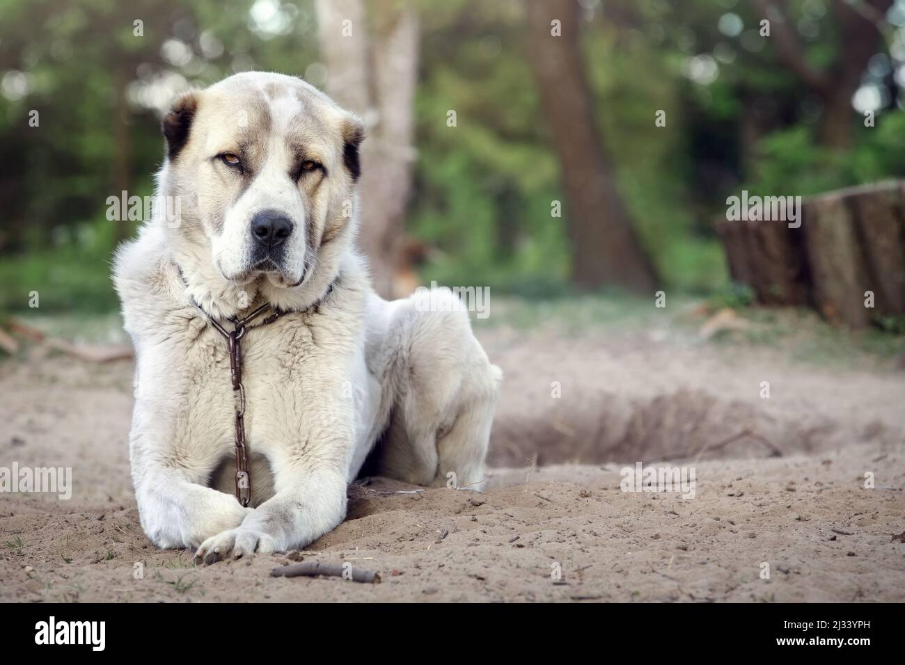 A white dog lies and looks at the camera with curiosity. Watchdog Central Asian Shepherd. Stock Photo