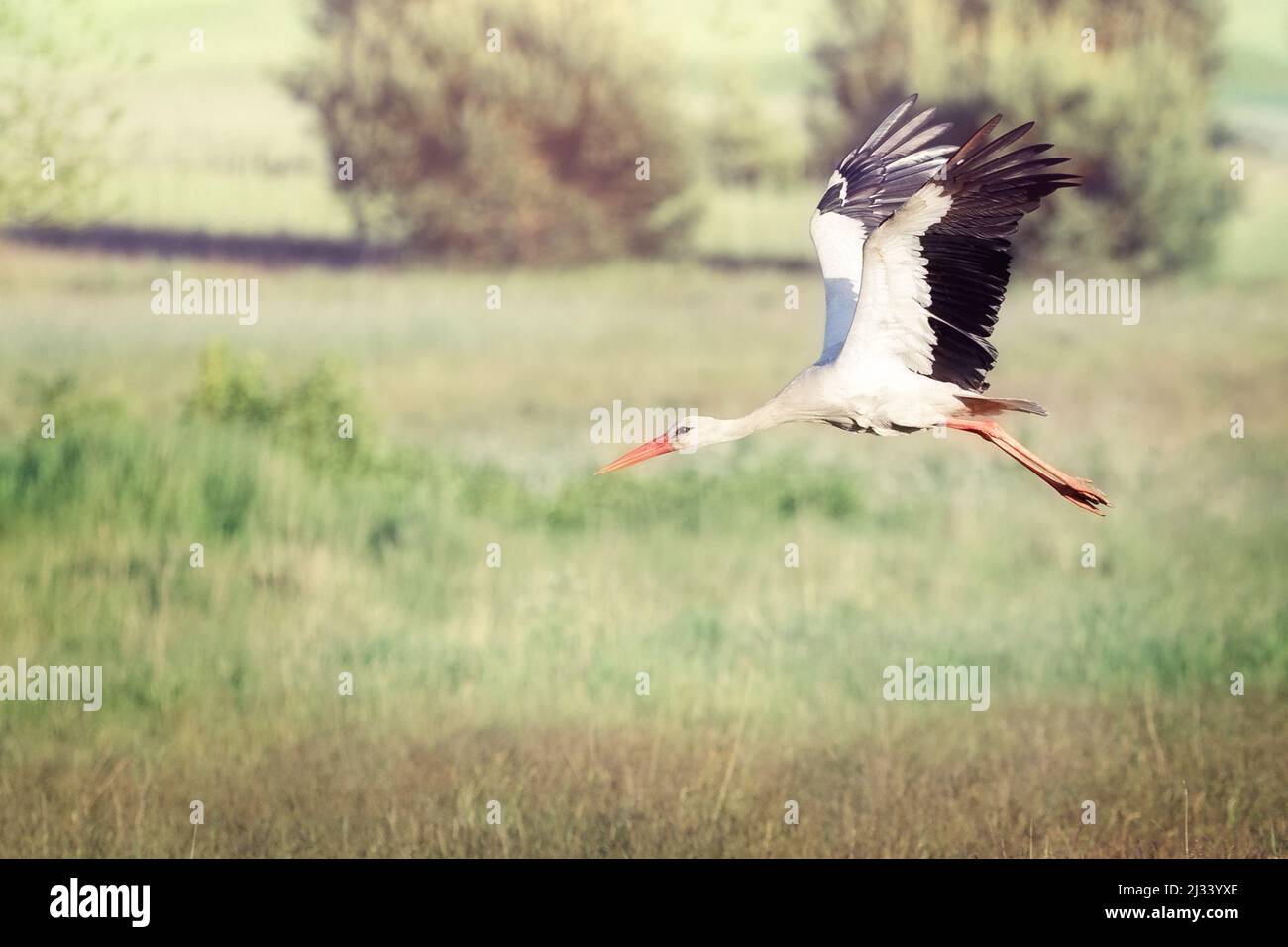 A white Lithuanian stork rising in flight over the green fields of Lithuania Stock Photo