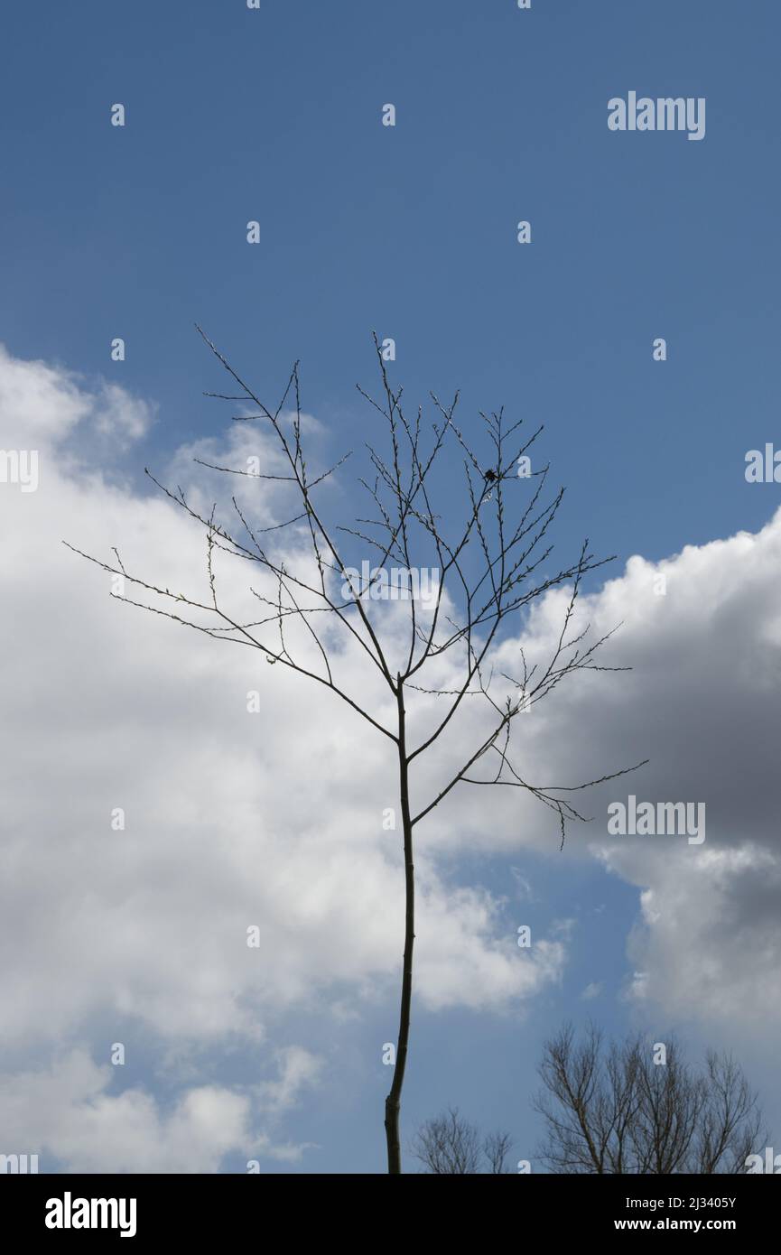 Solitary tree in winter with a dead leaf caught on a twig, approaching spring with new buds Stock Photo