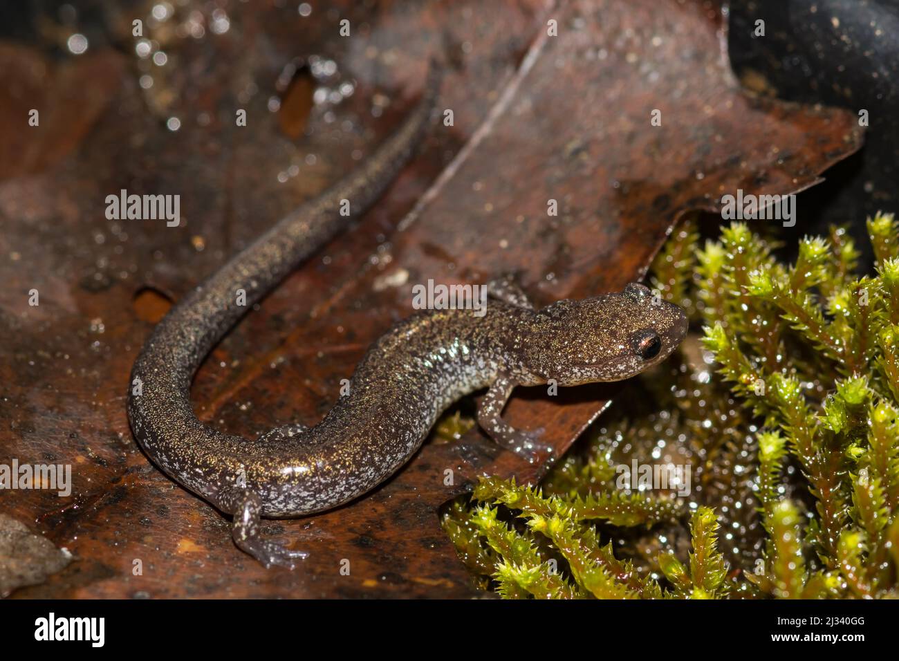 Red-backed Salamander - Plethodon cinereus Stock Photo