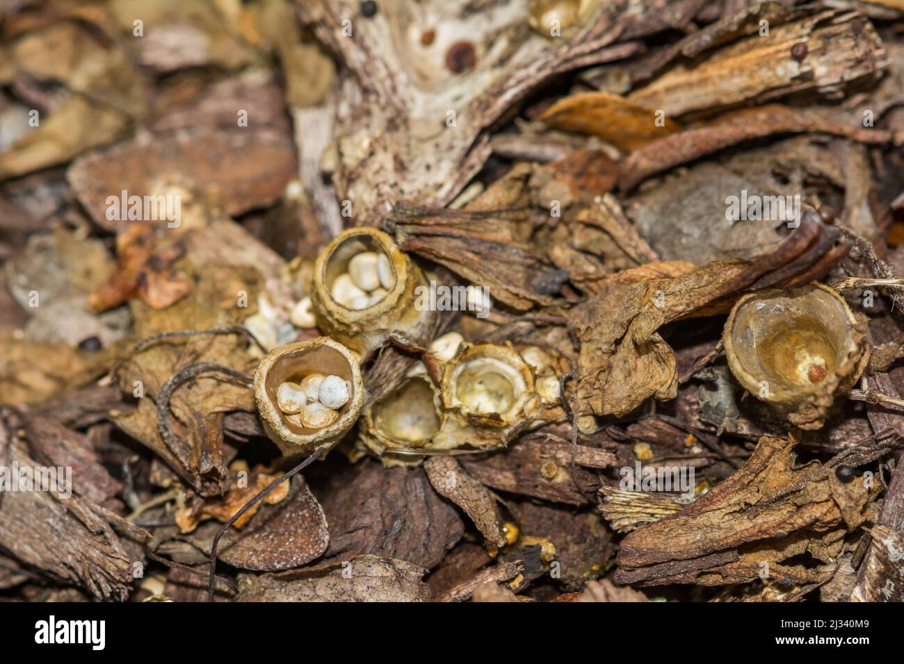 Common Bird's Nest Fungi - Crucibulum laeve Stock Photo