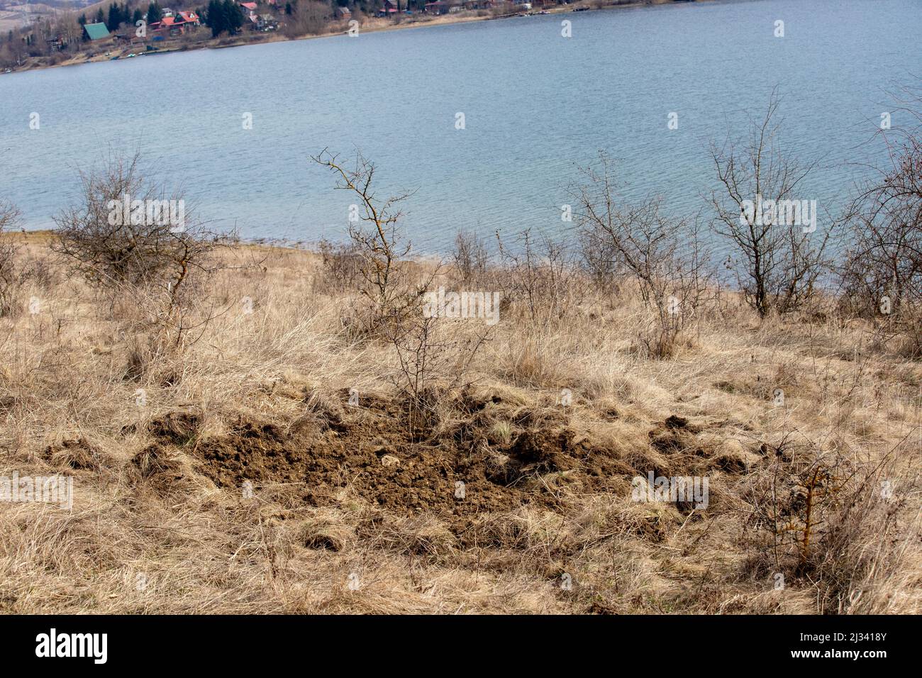 A field dug near the water by a wild boar Stock Photo