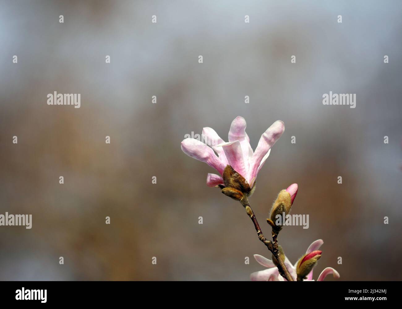 Magnolia blossom in spring in a garden Stock Photo - Alamy
