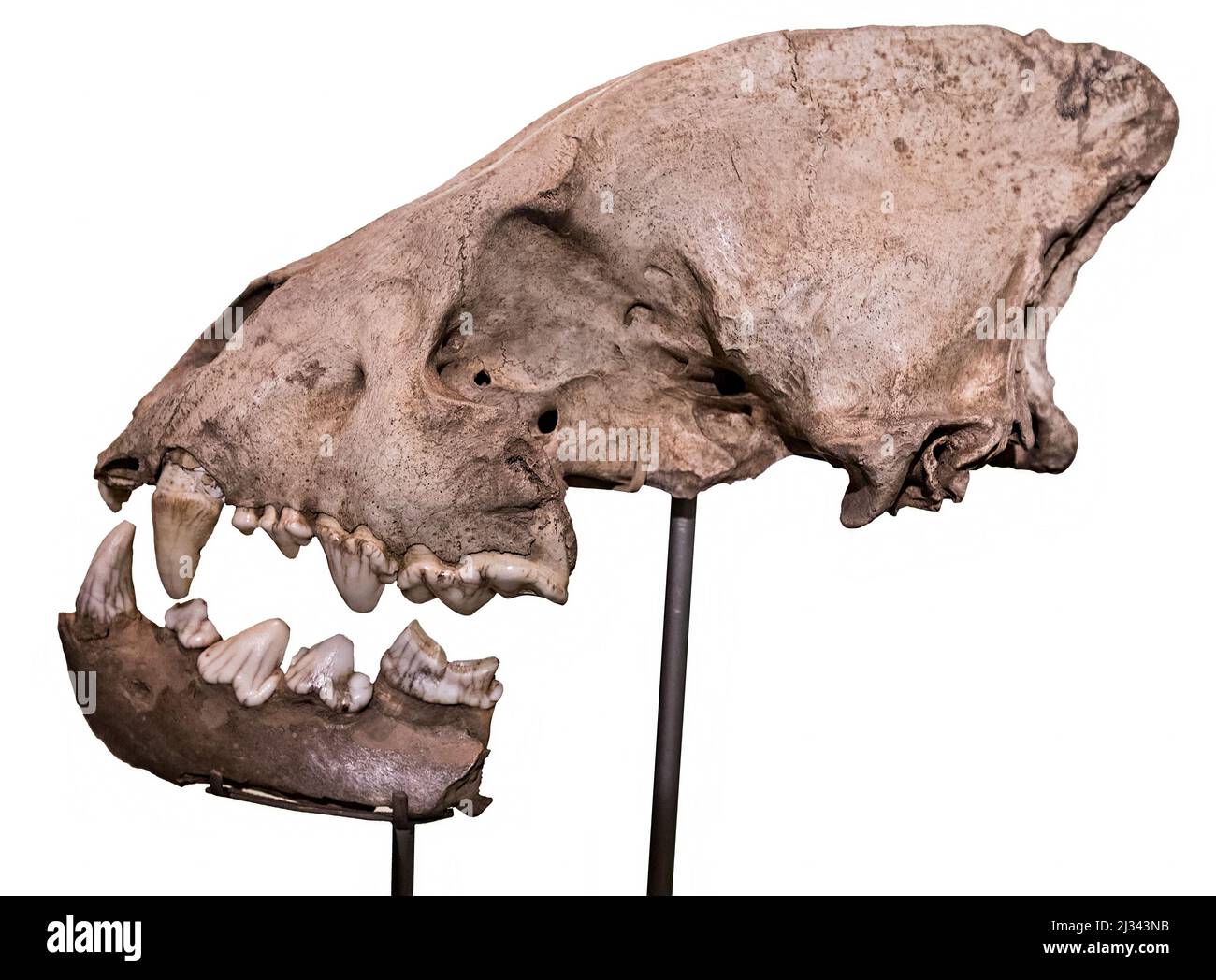 Hyena skull in a museum, UK Stock Photo