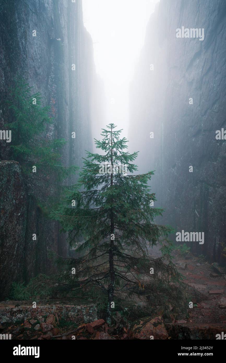 Tree in Slåttdalsskrevan canyon with fog in Skuleskogen National Park in eastern Sweden Stock Photo