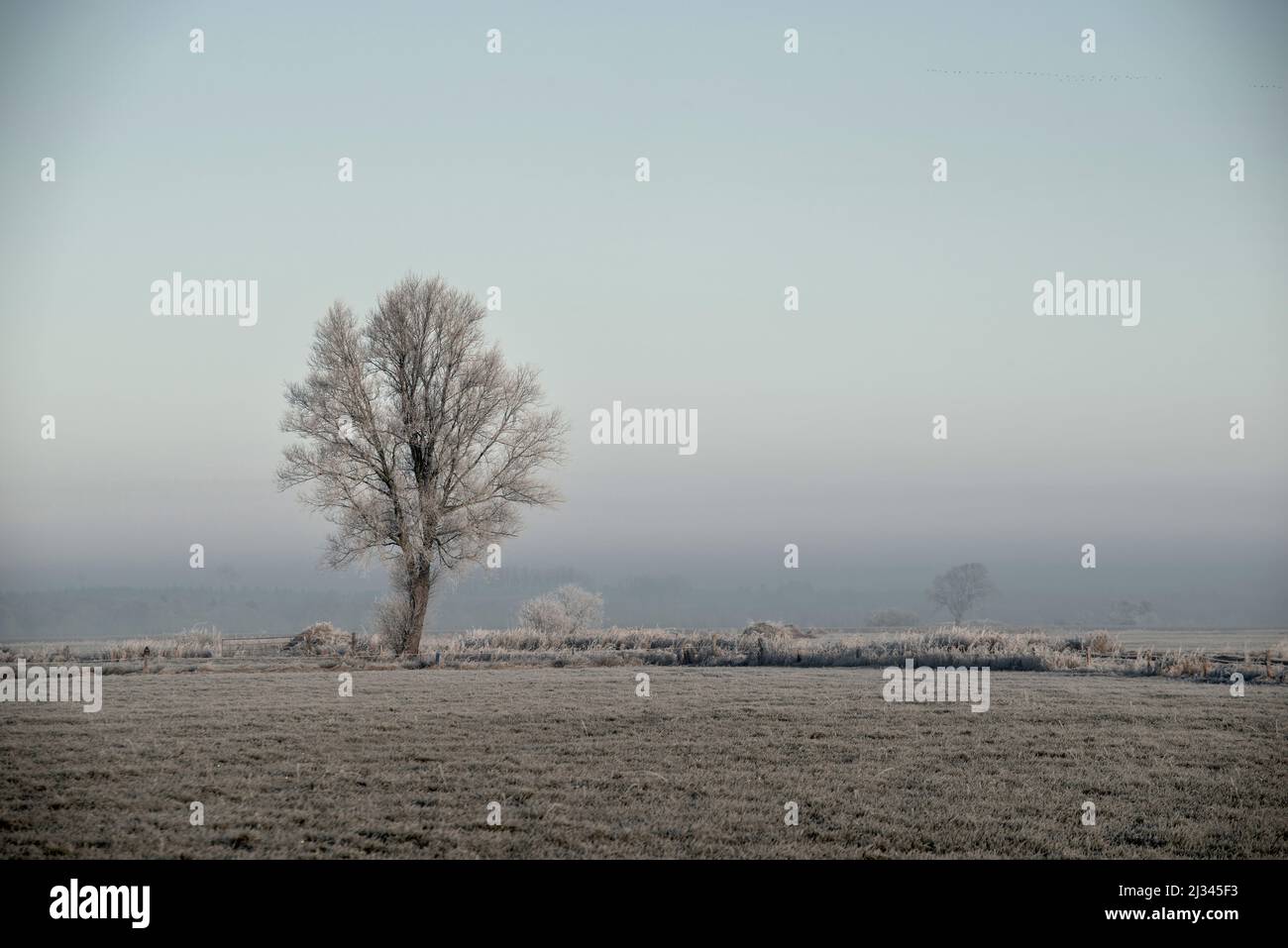 Tree on a field in frost and fog, Etzel, East Friesland, Lower Saxony, Germany, Europe Stock Photo