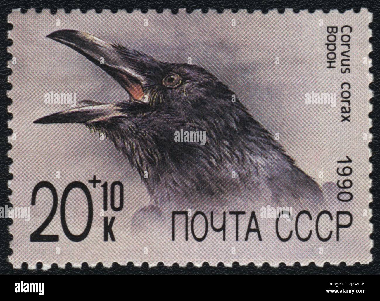 A postage stamp shows Common raven (Corvus corax), USSR, 1990 Stock Photo