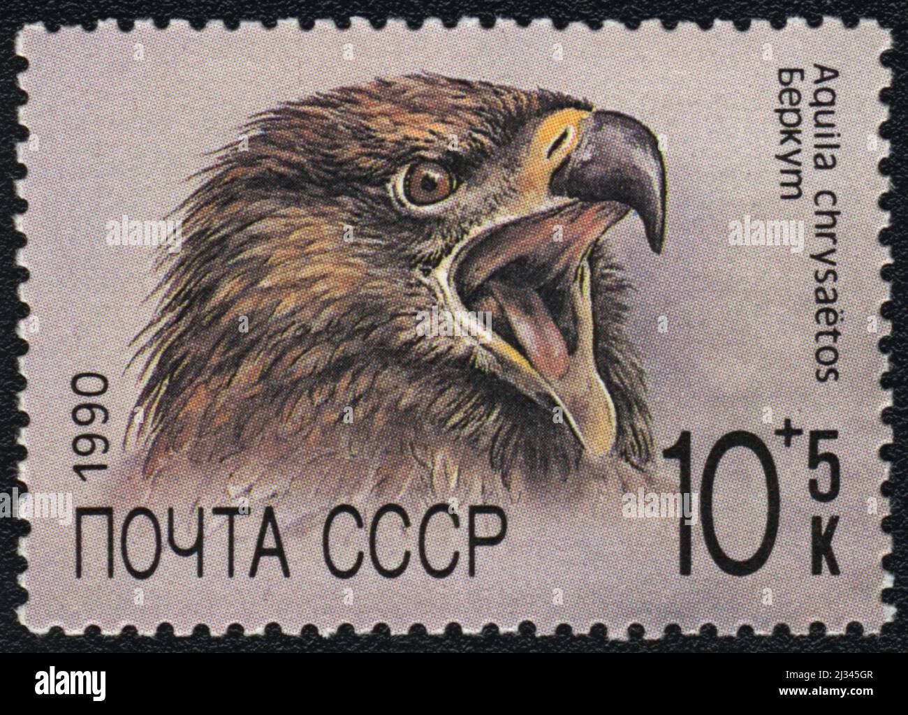 A postage stamp shows  (Aquila chrysaetos) Golden eagle, USSR, 1990 Stock Photo