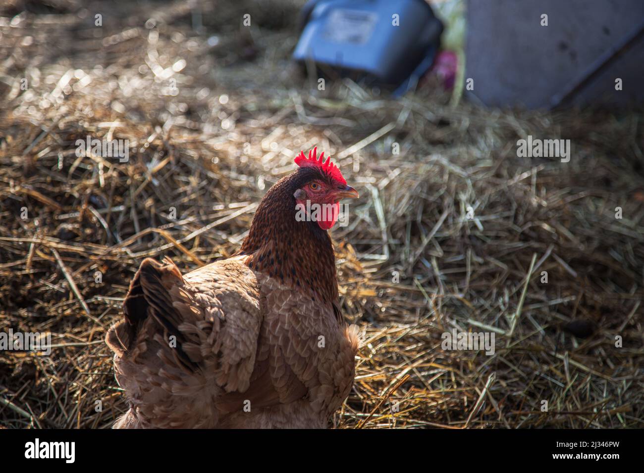 Free range chicken roosters in countryside yard Stock Photo - Alamy