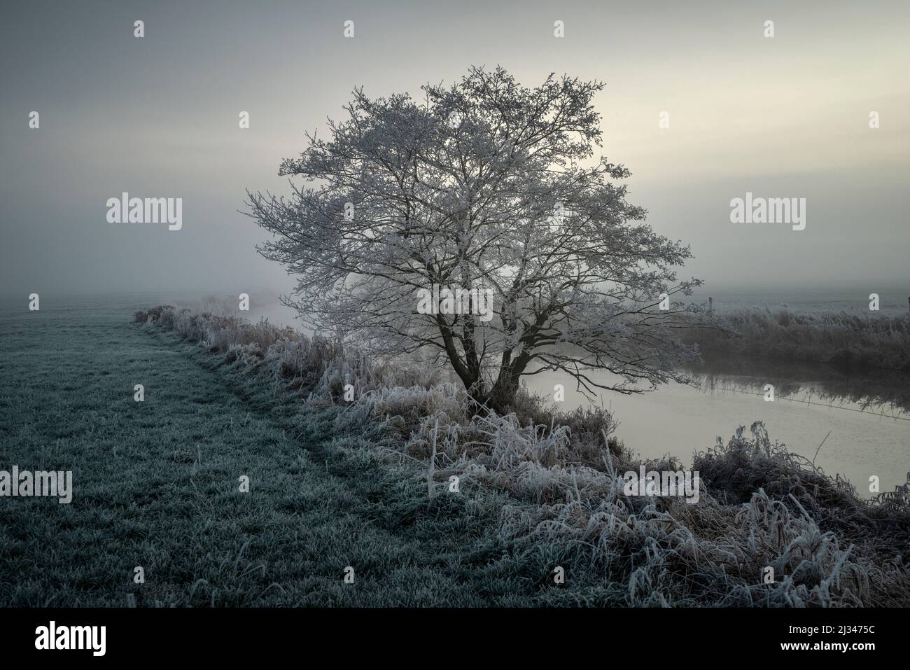 Tree at Friedeburger Tief in frost and fog, Etzel, East Frisia, Lower Saxony, Germany, Europe Stock Photo