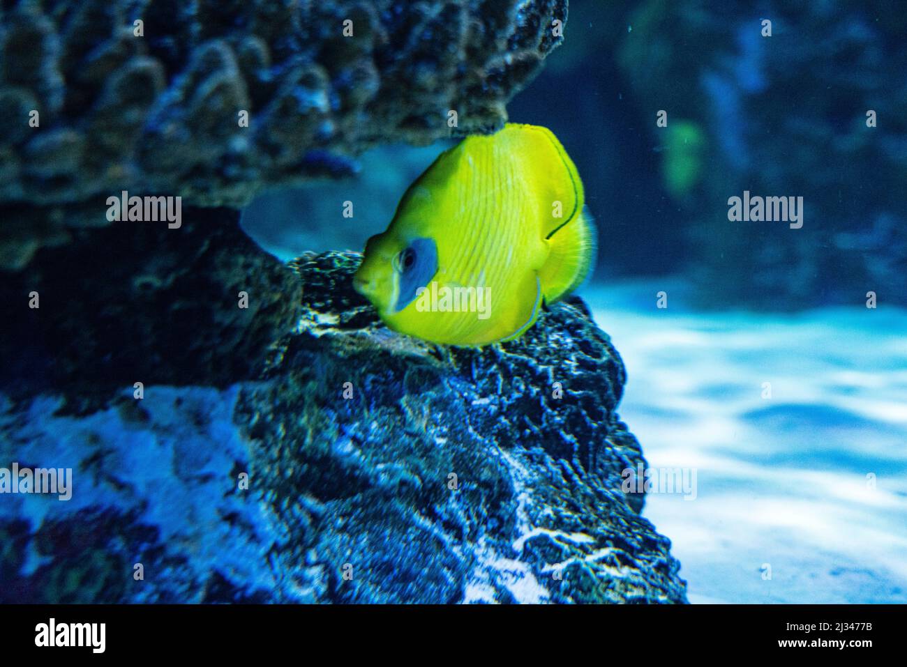 Large sandy fish tank at an aquarium, with coral and a Bluecheek
