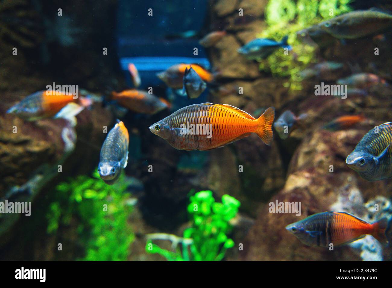 Close up on Boeseman's rainbowfish in a fish tank, with other Rainbowfish in the background. Stock Photo