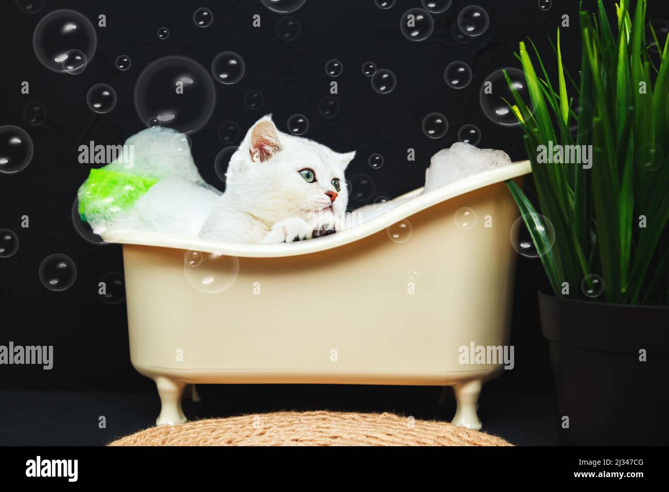 Funny british kitten is sitting in the bath. Minimalist bathroom
