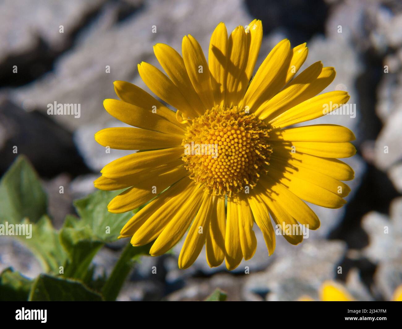 A selective focus shot of a vibrant yellow Doronicum grandiflorum flower Stock Photo