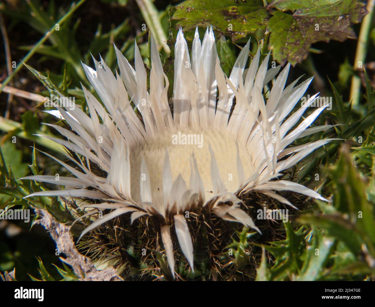 A closeup of a beautiful white Carlina acaulis flower growing surrounded by lush green leaves Stock Photo