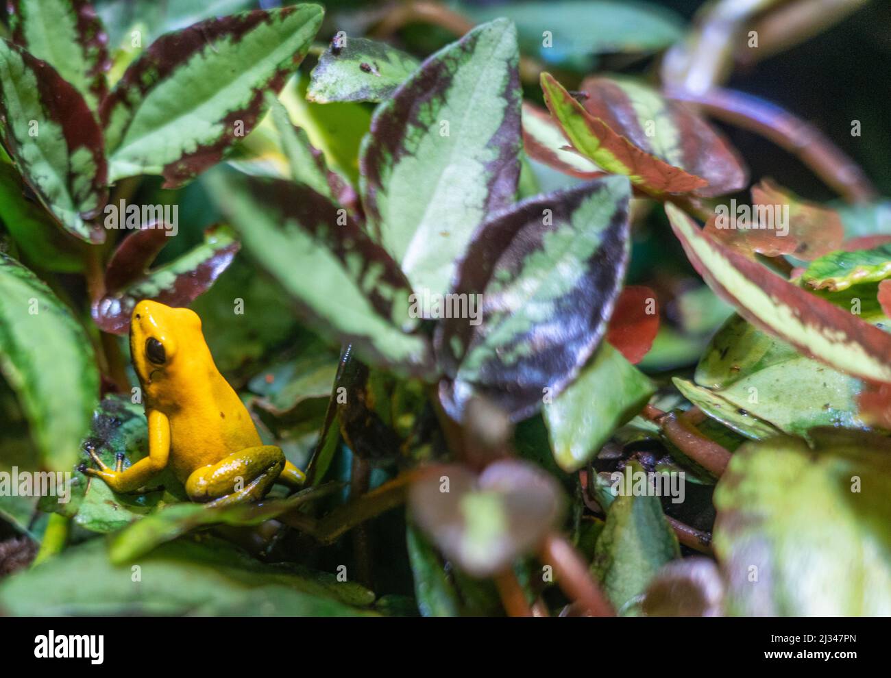 Golden Dart Frog in an aquarium terrarium. Stock Photo