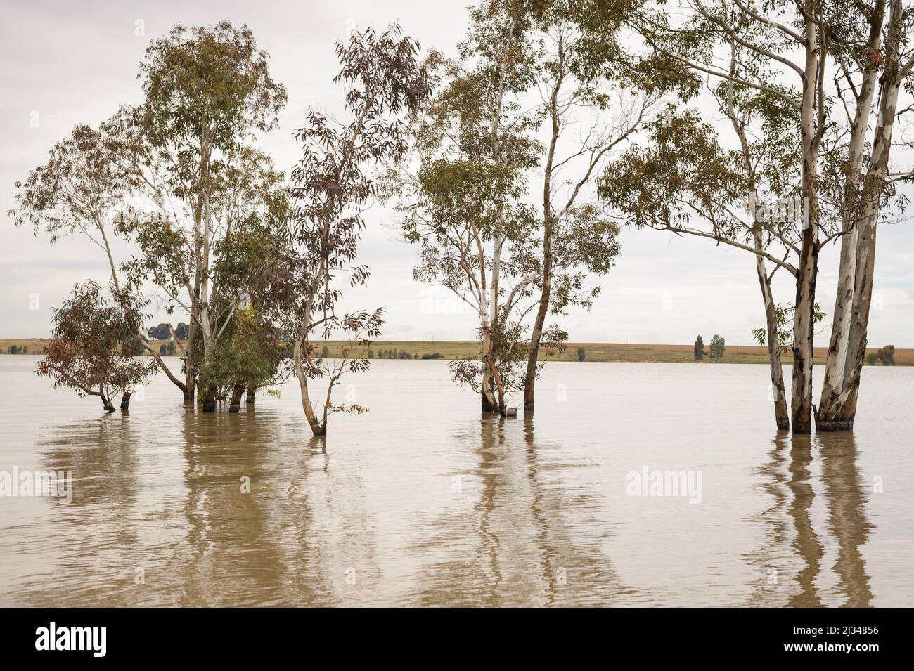 Alien Blue gum trees submerged in the reaches of South Africa's Vaal