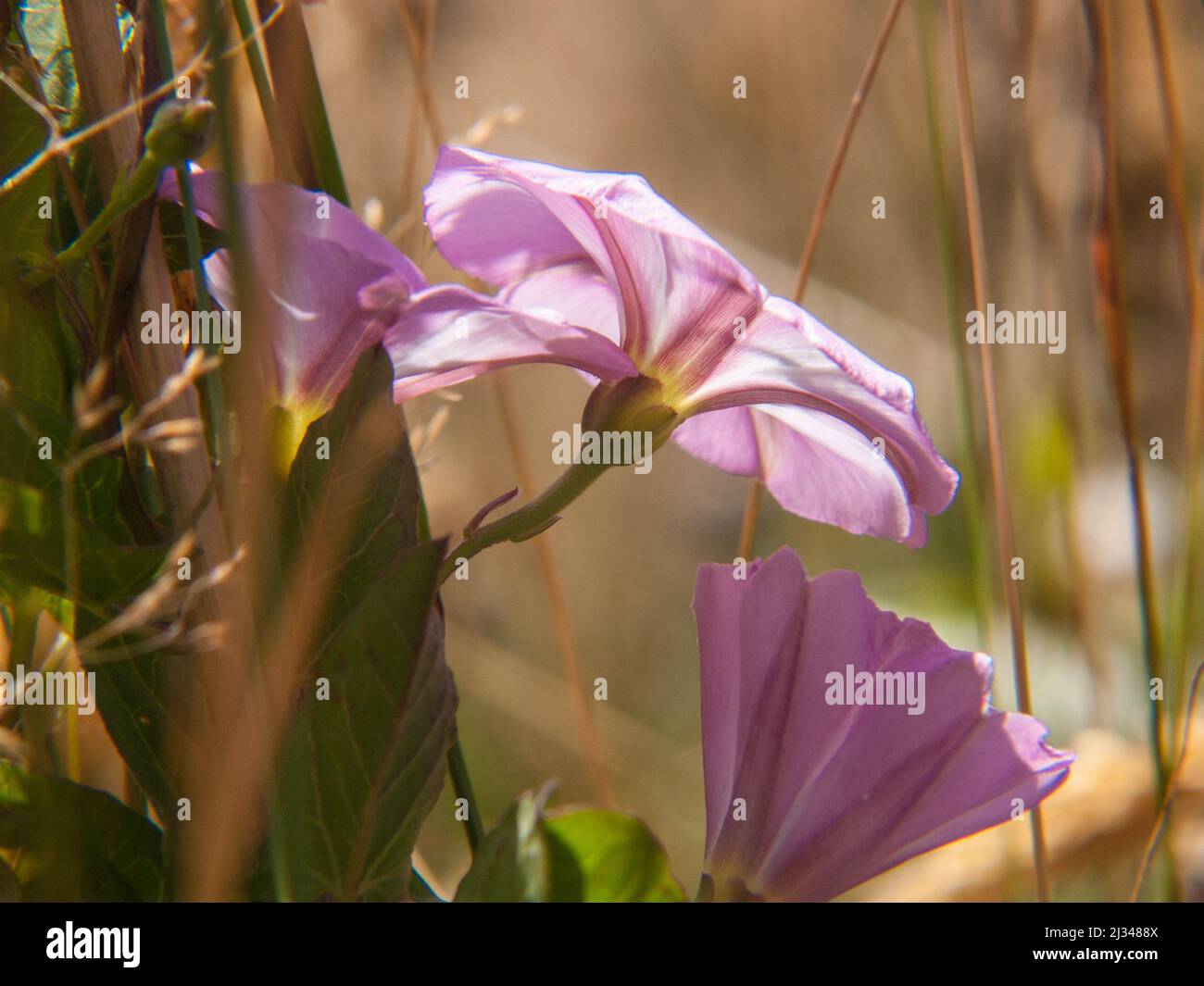 A shallow focus shot of pink convolvulus flower Stock Photo