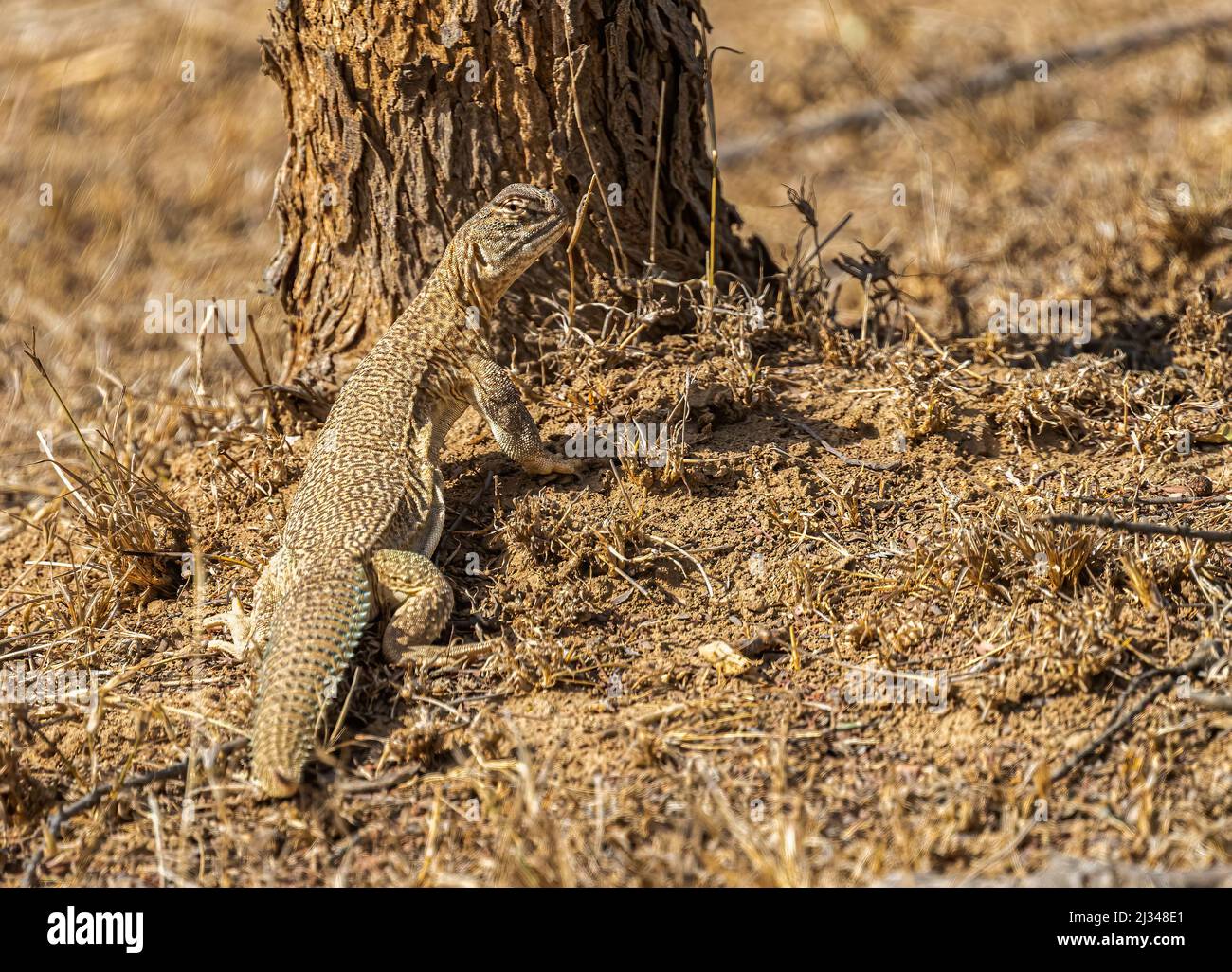 Spinetail Lizard in the forest near a tree Stock Photo