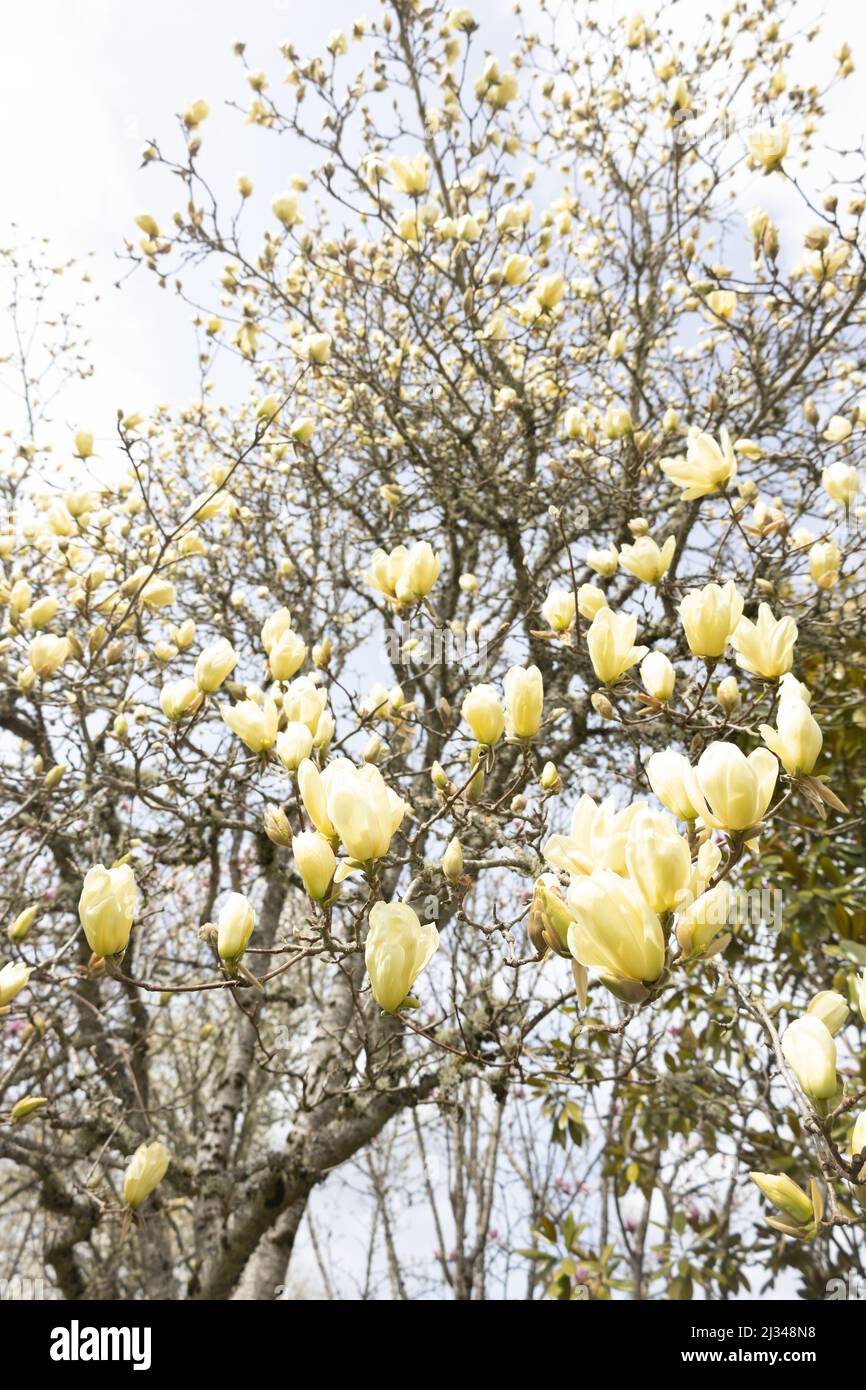 Yellow flowering magnolia 'Elizabeth' tree Stock Photo Alamy