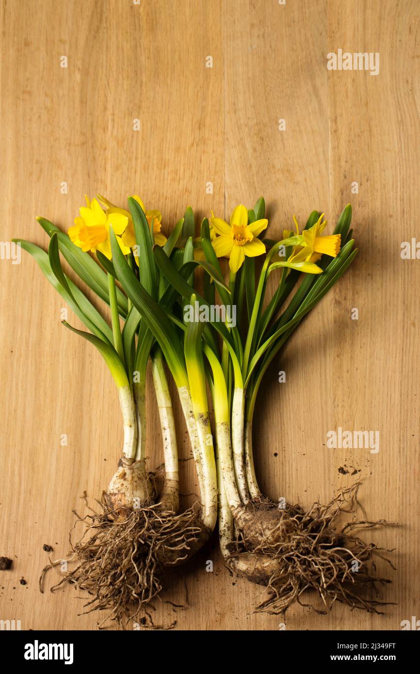 Dwarf yellow daffodils with root, seedlings for the garden Stock Photo