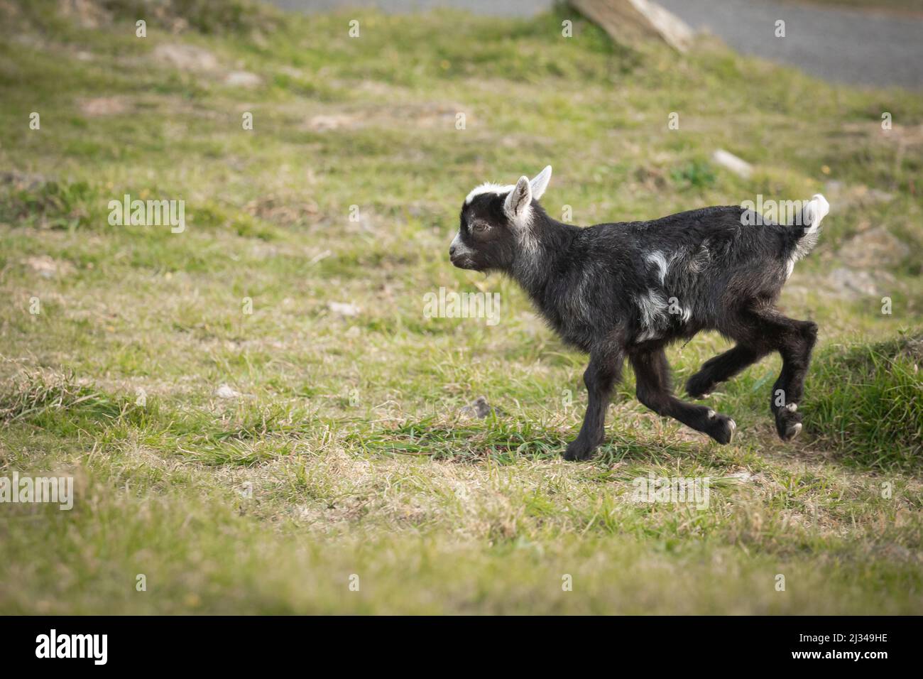 A young feral goat (Capra hircus) bounds across the grass to greet its' mother at the Valley of the Rocks in Devon Stock Photo