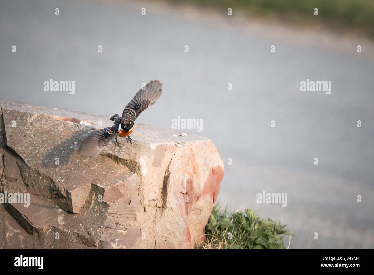 Stonechat In Flight The male stonechat (Saxiola rubicola) takes flight from the rock it ...
