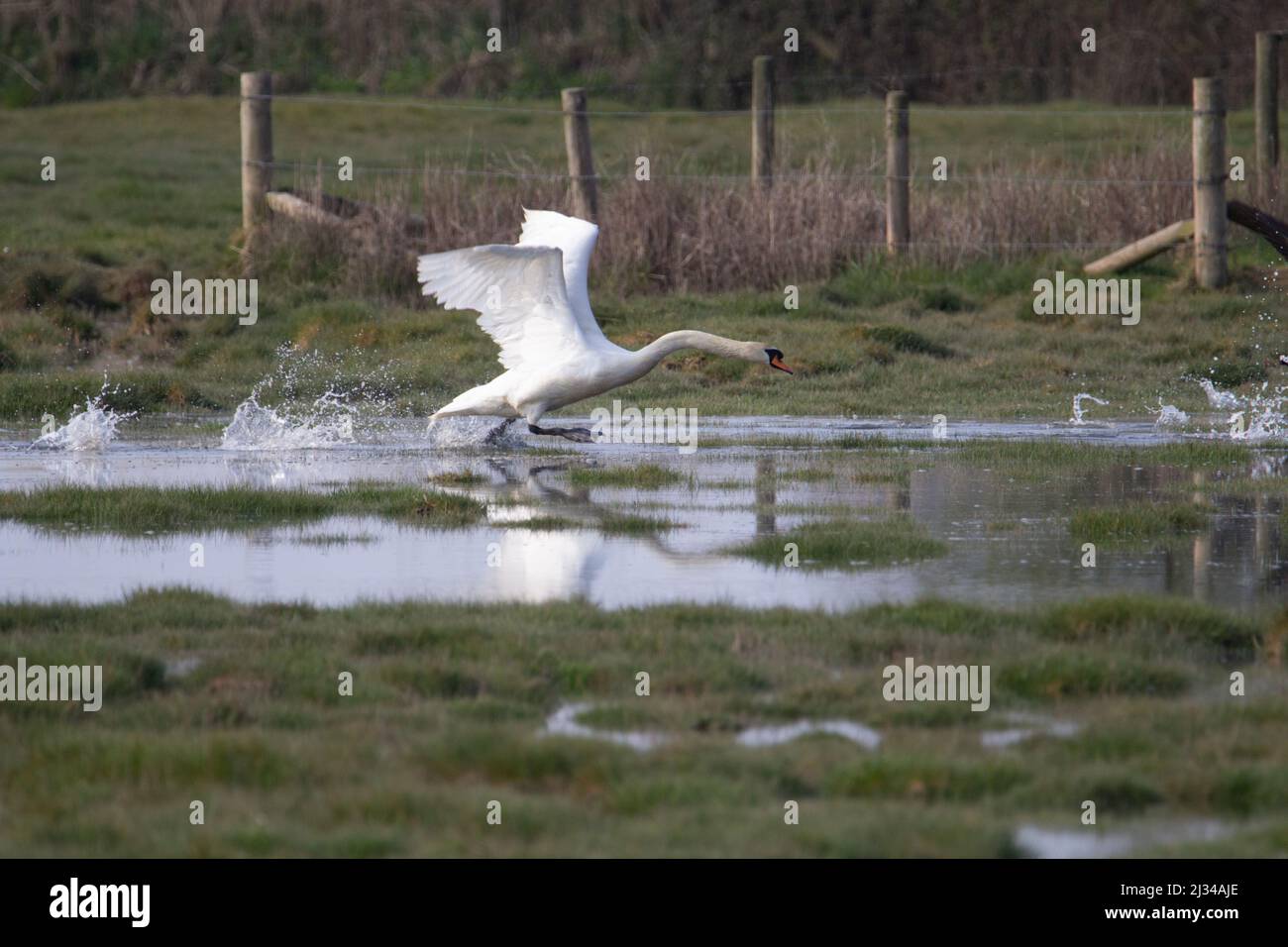 a male Mute Swan (Cygnus olor) taking flight with neck extended from a flooded field with a fence in the background Stock Photo
