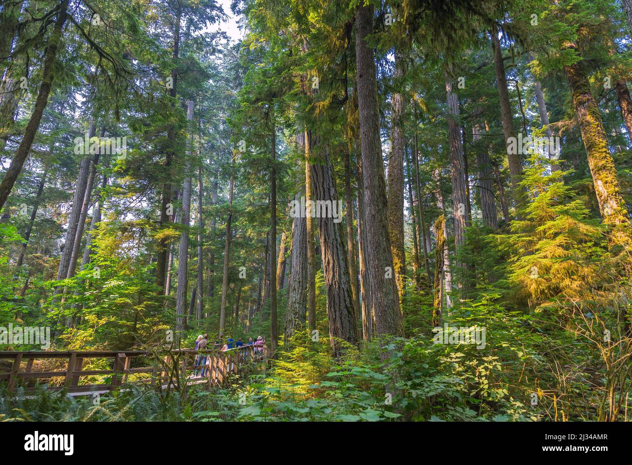Vancouver Island; MacMillan Provincial Park, Cathredal Grove Trail Stock Photo