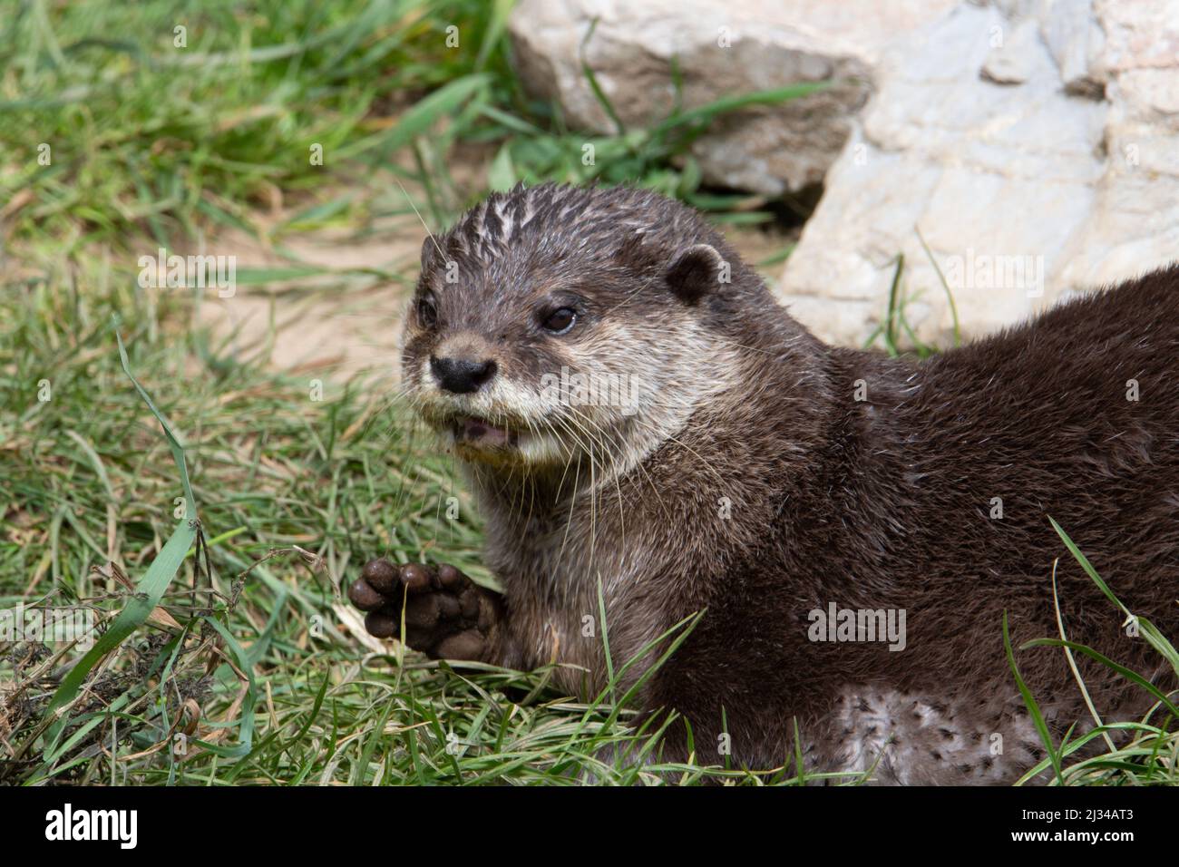 Asian small-clawed otter (Amblonyx cinerea) resting and sitting up alert with rocks in the background Stock Photo